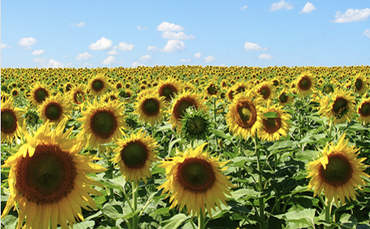 Ukranian field of sunflowers